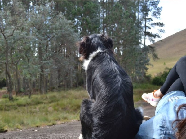 Final de semana nas montanhas fica perfeito na Encanto da bocaina, onde seu cão é bem-vindo (foto: Divulgação) 