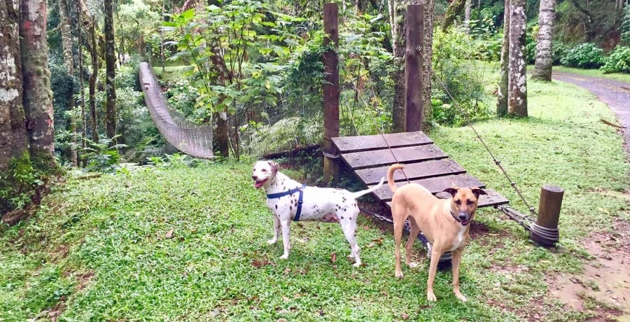 Viagem Com Cães E Spa Nas Montanhas Toriba Oferece Final De Semana